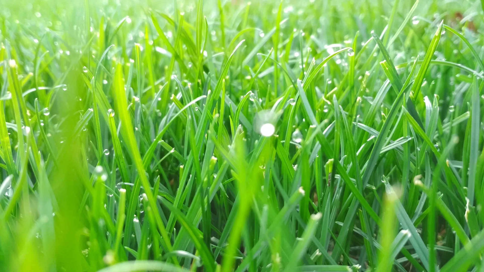 A healthy serviced lawn in Tampa, FL.