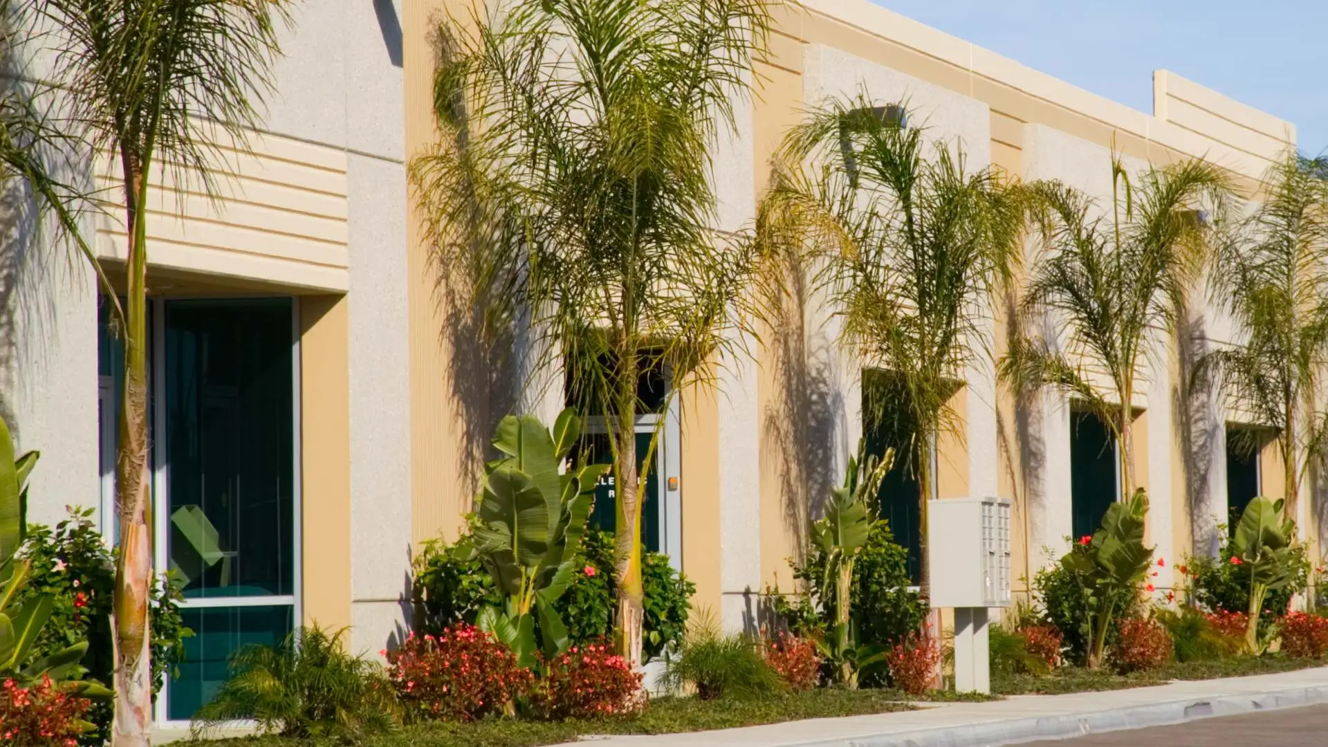 Palm trees maintained for a commercial property in Tampa, FL.