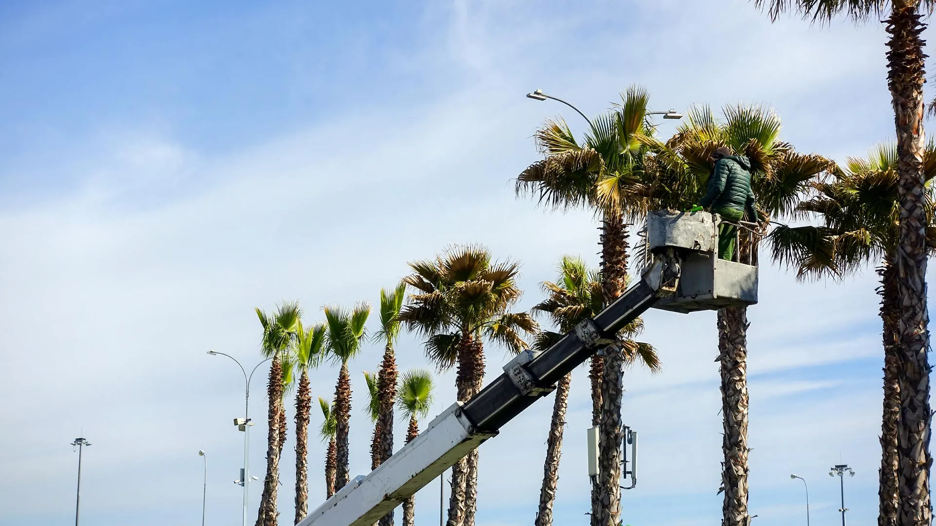 Palm trees being pruned by professionals in Tampa, FL.