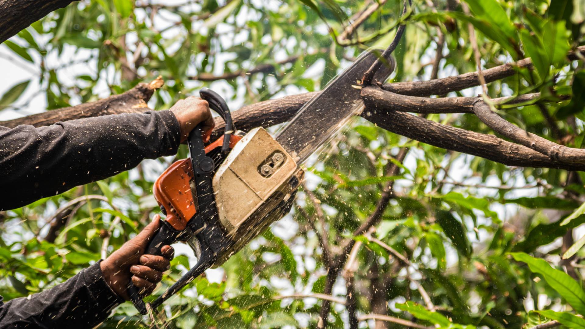 Tree Trimmer/Climber Job in Tampa, Florida Merion Landscape Services