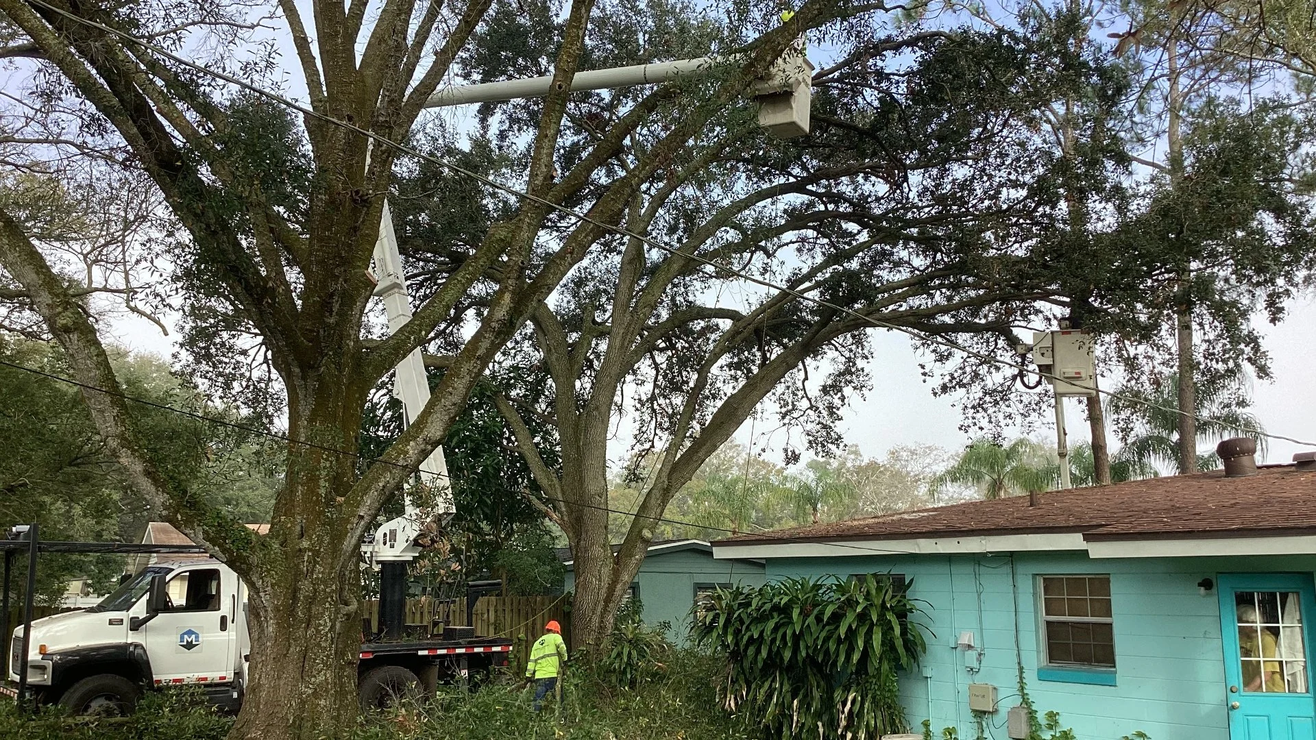 Technician Performing tree pruning serivce in Tampa, FL.