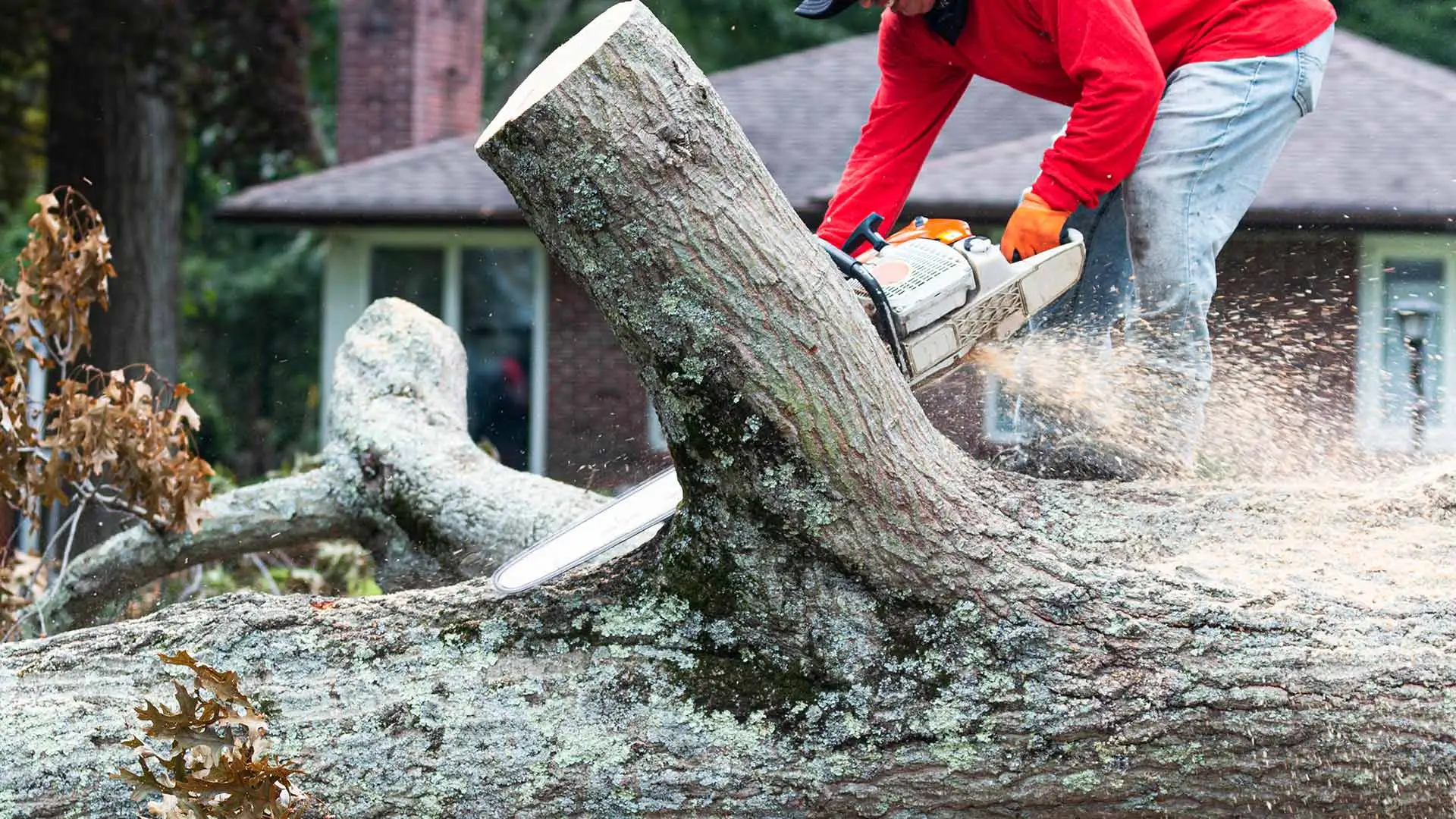 Expert cutting apart a chopped down tree one piece at a time near Tampa, FL.