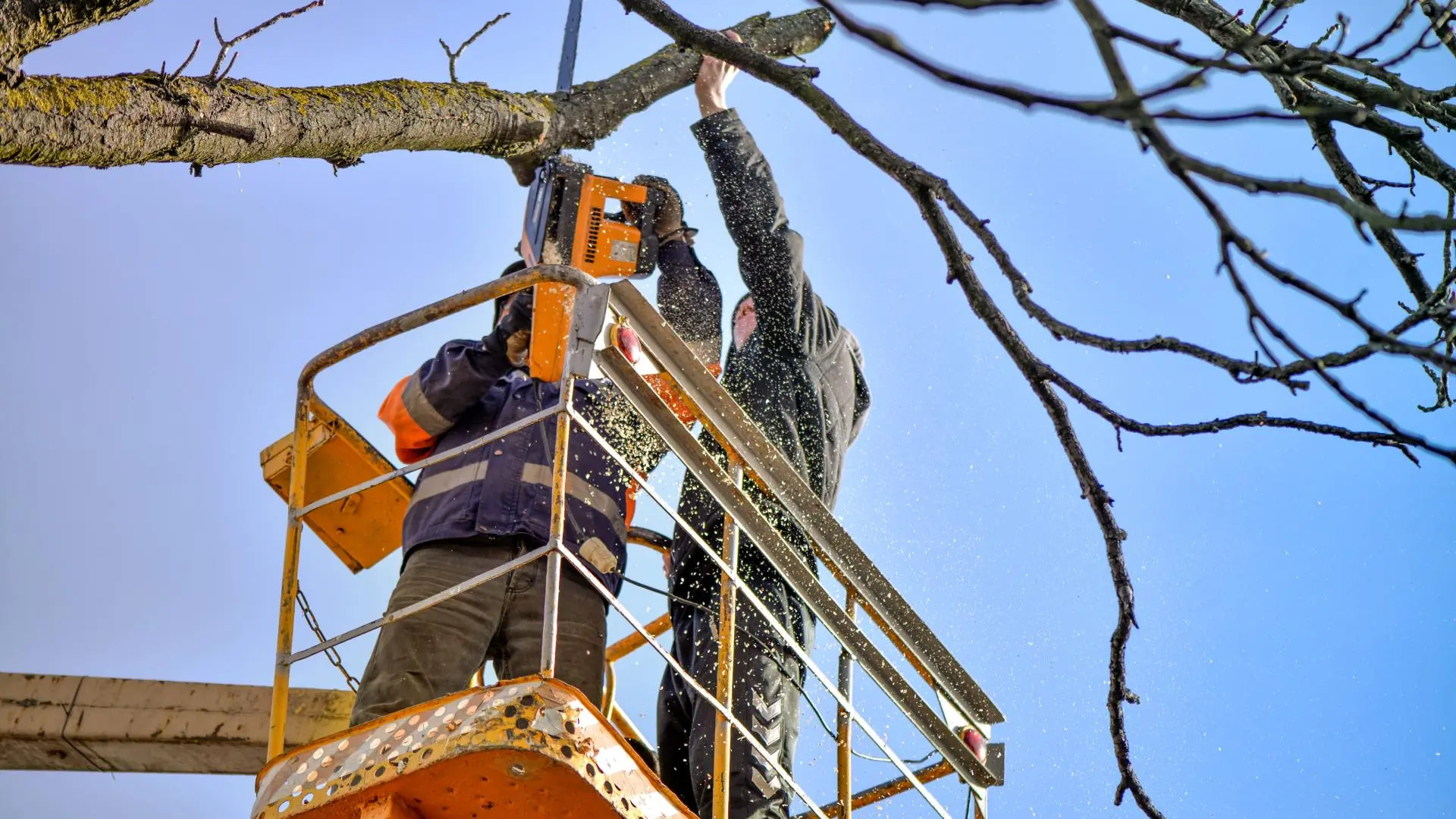 Two tree professionals trimming a tree in Tampa, FL.