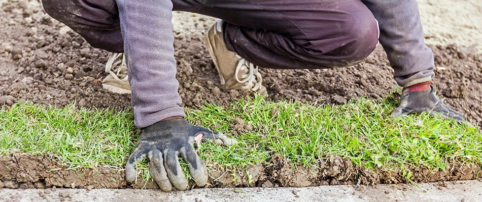 A gloved professional installing sod to a property in Clearwater, FL.