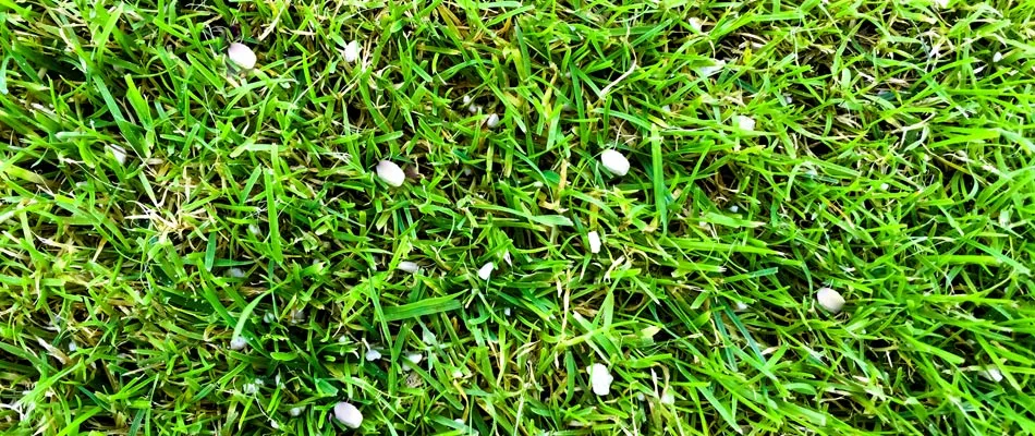 Granular fertilizer added to a lawn in Clearwater, FL.
