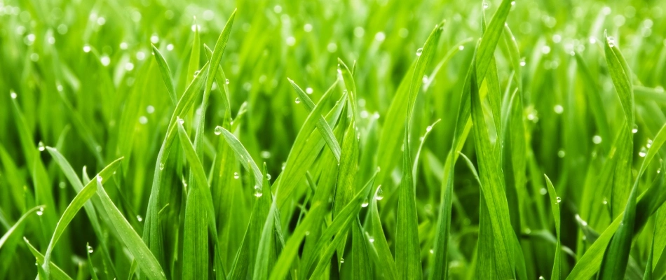 Luscious green grass after fertilization service in Tampa, FL.