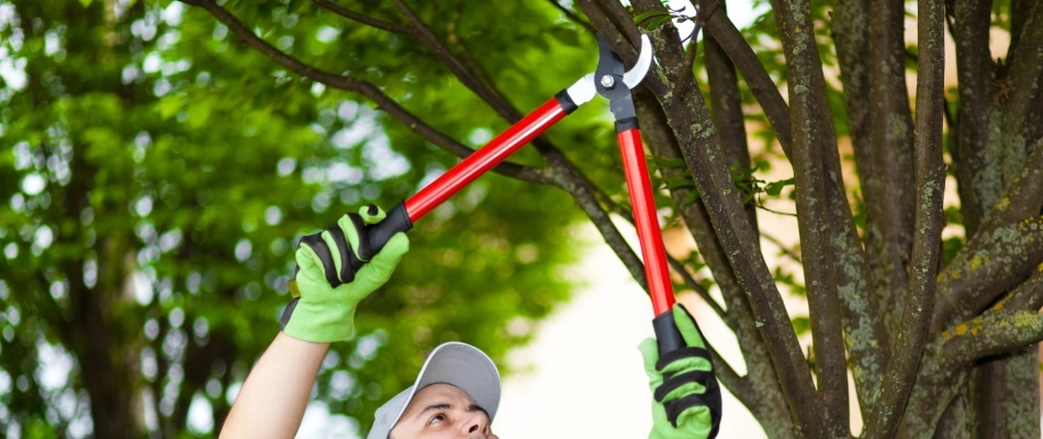 A professional pruning a tree for a residential home in Tampa, FL.