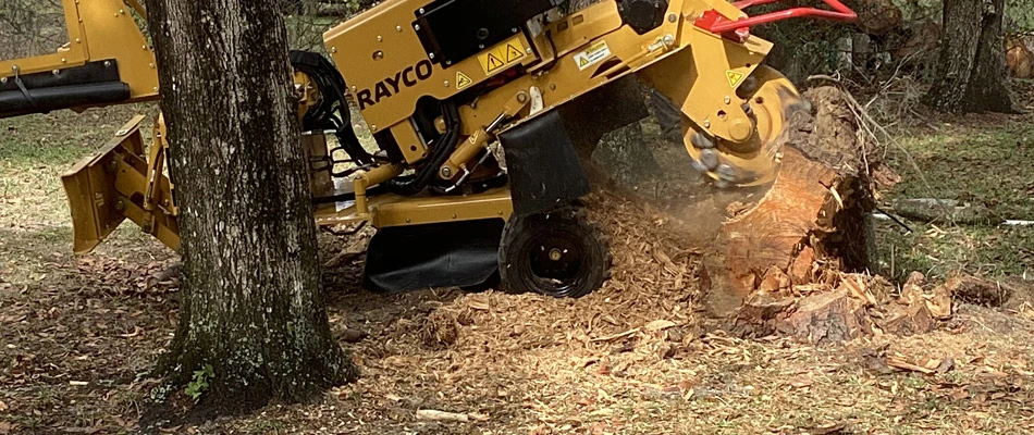 Stump grinding service being performed in Tampa, FL.