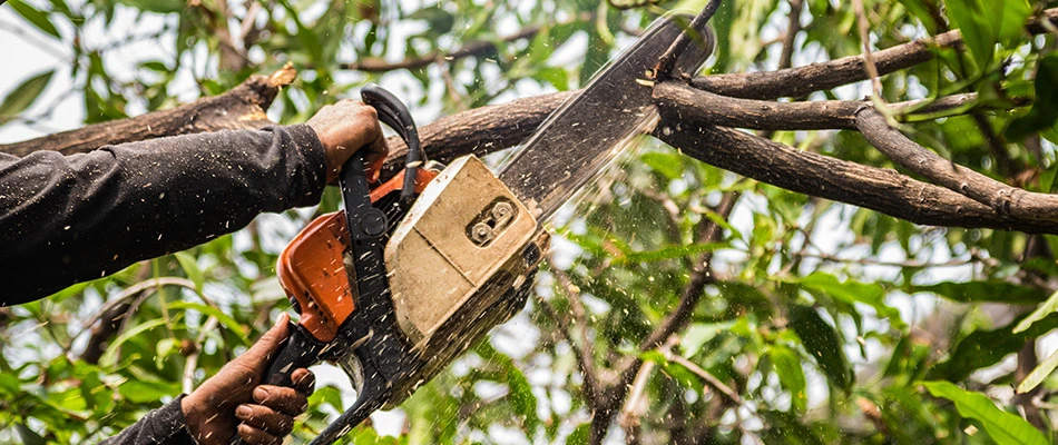Man using a chainsaw to cut off branches of a tree, cutting it down one step at a time.