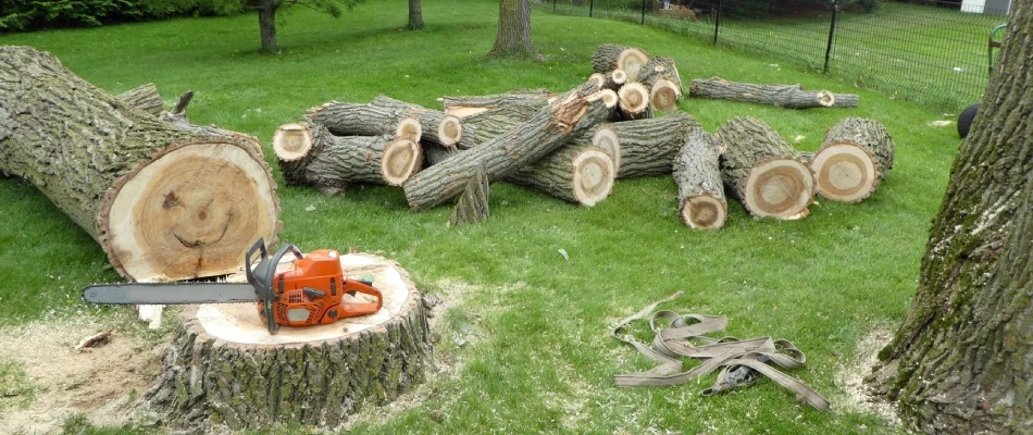 A cut tree in multiples pieces for removal in Pasco County, FL.
