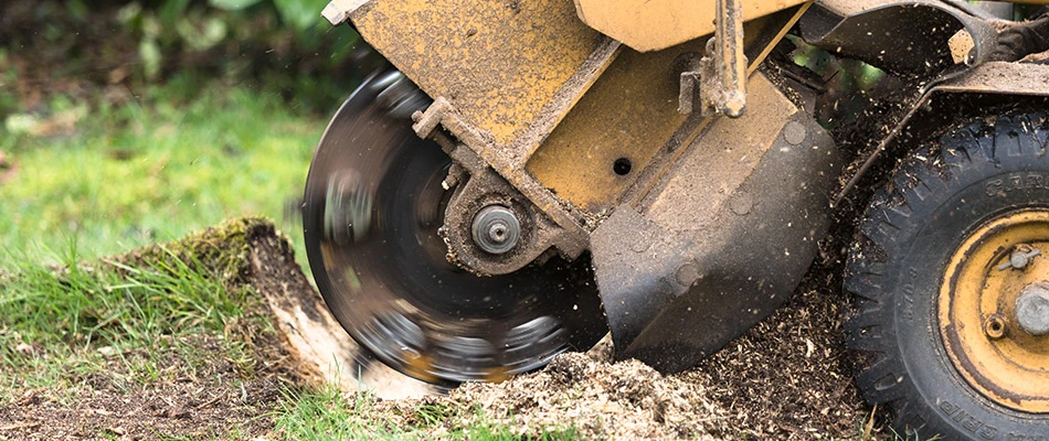 A tree stump grinder is grinding a stump into the dirt.