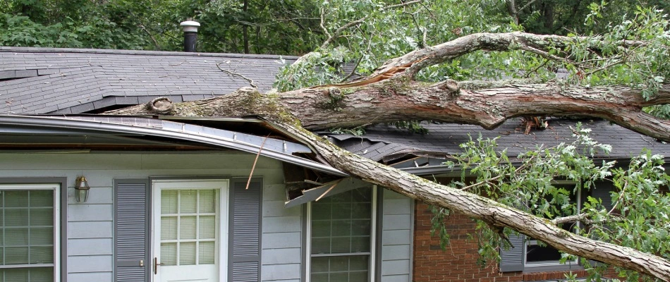 Weaken tree fallen over home in Hillsborough County, FL.