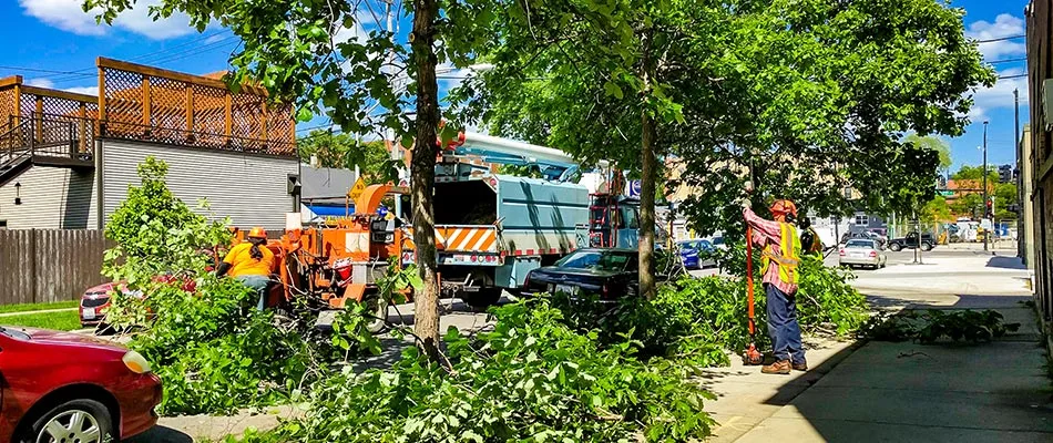 Workers servicing trees beside a street in Clearwater, FL.